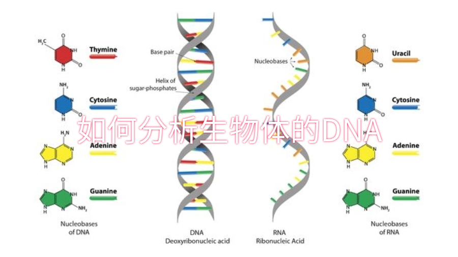 如何分析生物體的DNA